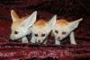 fennec fox babies ready to go home for Xmass