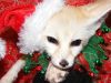 Male fennec fox ready to go for xmass gift