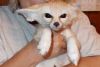 11 weeks old male and female fennec fox for sale