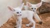Adorable and cute fennec foxes available