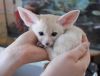 Lovely Fennec Fox Available