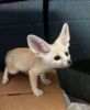 Male and female Fennec Foxes