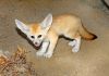 Male and female Fennec foxes