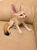 TICA Registered Fennec foxes