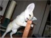 male and female fennec fox babies for sale