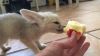 Nice And Healthy Fennec Fox Available
