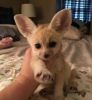 Male and Female Fennec fox Available for sale