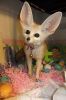 Registered Male And Female Fennec Fox Kits Available