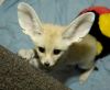 Nice And Healthy Fennec Fox Available