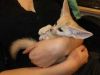 cute fennec foxes available