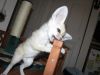 Male and Female Fennec Foxes Are Ready To Go