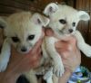 Exceptional Fennec Fox for sale