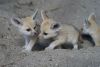 Adorable male and female Fennec Fox