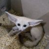 Lovely male and female fennec fox for adoption