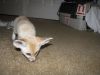 Male and female fennec fox kits