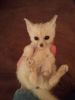 Male and female fennec fox babies for sale