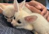HOME TRAINED AND TAMED FENNEC FOXES