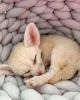 Trained Fennec fox for sale