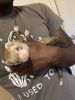 Ferrets For Sale!