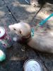Awesome Ferret w/cage and accessories