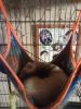 Ferret needs a good home (re-homed)