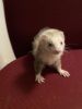 Ferret for sale
