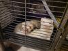 2 male ferrets 2 yrs old w/ folding 4 tier cage