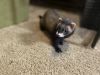 Female ferret (spayed/neutered, de-scented)