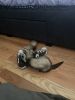 2 Female Ferrets for sale