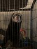 2 year old male ferret for sale