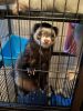 2 Ferrets and Cage for sale