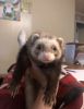 1 Female ferret for sale!