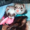 Males and Females Ferrets for sale Text or call xxx-xxx-xxxx