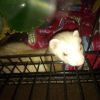 2 male ferrets with cage and supplies
