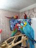 All Macaw available ,blue &Gold ,Greenwings,Scarlets and Military