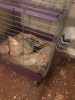 Ferrets and cage pick up inn Edison nb