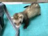 1 year Old Ferret for Sale