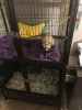 Ferret For Sale/W 2 Level Cage & Food & Accessories