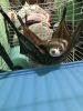 2 ferrets boy & girl , cage food included