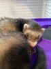Looking for a new home for a baby ferret