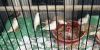 4 pairs finches (zebra and white) with a small cage