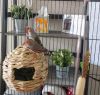 Zebra Finches with all supplies