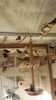 Finches for Sale