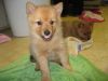 Male and Female Finnish Spitz