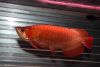Quality Asian Red , Chili Red , Super Red Arowanas