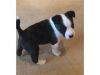 Fox Terrier Puppies Available Burnie