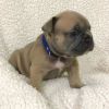 French Bulldog puppies for sale!