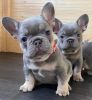 Rehoming French Bull Dogs