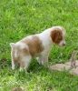 akc register french brittany puppies for sale