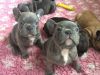 Gold Health Tested French Bulldog Male For Sale